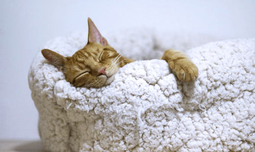 cat on cushy bed asleep